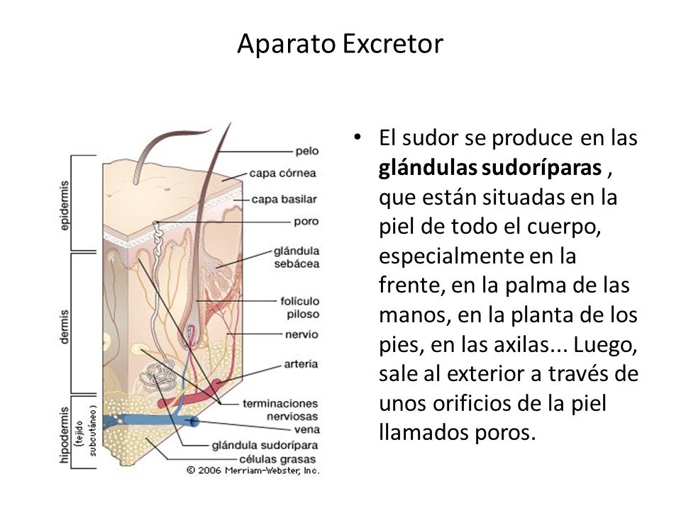 Quien ayuda badyaga de las manchas de pigmento